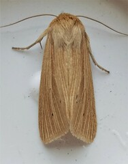 Mythimna oxygala