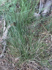 Festuca rubra