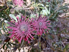 Petrophile linearis