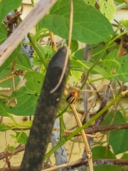 Disonycha glabrata