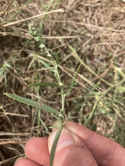 Atriplex littoralis