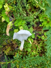 Calystegia silvatica