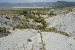 Seseli dichotomum