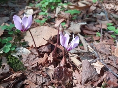 Cyclamen purpurascens