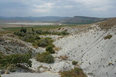 Seseli dichotomum