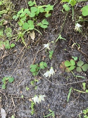 Melasphaerula graminea