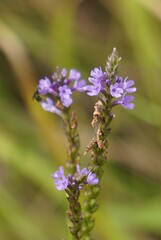 Verbena hastata