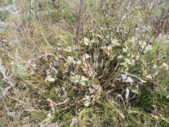 Salvia dumetorum