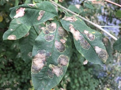 Leucoptera laburnella