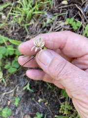 Melasphaerula graminea