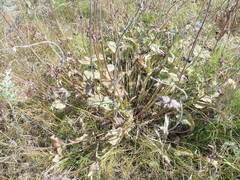Salvia dumetorum