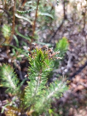 Isopogon adenanthoides