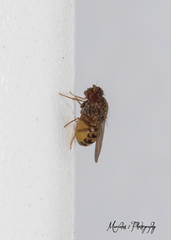 Drosophila repleta