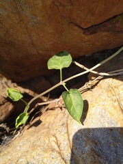 Sphedamnocarpus pruriens