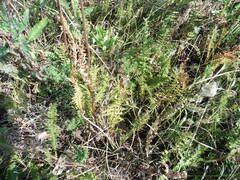 Filipendula vulgaris