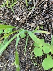 Melasphaerula graminea