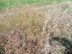 Falcaria vulgaris