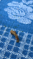 Biston betularia