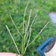 Digitaria ischaemum