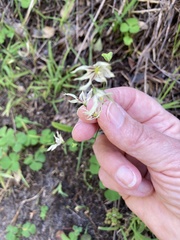 Melasphaerula graminea