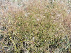 Falcaria vulgaris