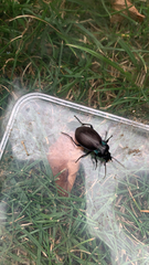 Carabus nemoralis