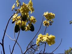 Cochlospermum gillivraei