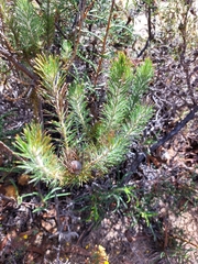 Isopogon adenanthoides