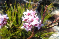 Sonderothamnus speciosus