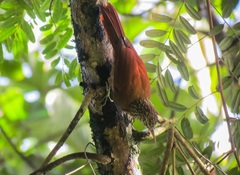Dendroplex picus