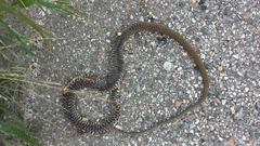 Hierophis viridiflavus