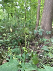 Solidago flexicaulis