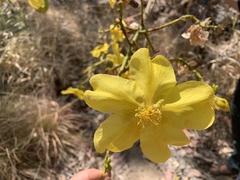 Cochlospermum gillivraei