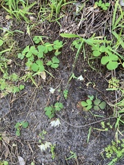 Melasphaerula graminea