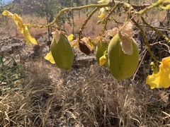 Cochlospermum gillivraei
