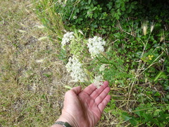 Selinum carvifolia
