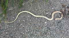 Hierophis viridiflavus