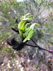 Macropidia fuliginosa