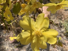 Cochlospermum gillivraei