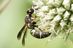 Euodynerus hidalgo