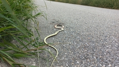 Hierophis viridiflavus
