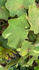 Alchemilla mollis