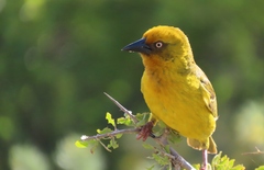 Ploceus capensis