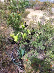 Macropidia fuliginosa