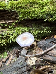 Cortinarius iodes