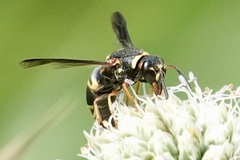 Euodynerus hidalgo