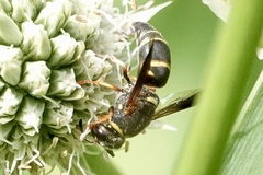 Euodynerus hidalgo