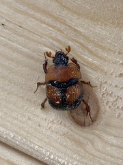 Bolbocerosoma bruneri