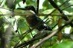 Chloroceryle americana