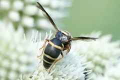 Euodynerus hidalgo